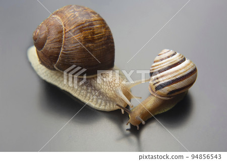 Helix pomatia. grape snail. mollusc and invertebrate. delicacy meat and gourmet food Helix pomatia. grape snail. mollusc and invertebrate. delicacy meat and gourmet food 94856543