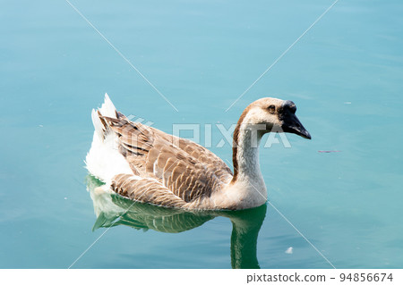 Brown white color goose swimming in lake background Brown white color goose swimming in lake background 94856674