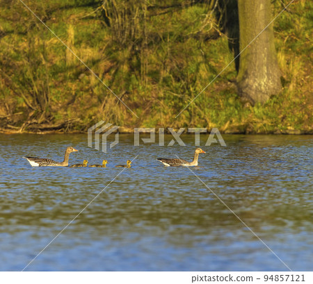 Great Goose, (Anser anser), Southern Bohemia, Czech Republic Great Goose, (Anser anser), Southern Bohemia, Czech Republic 94857121