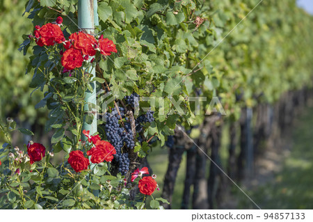 Ripening grapes in Southern Moravia, Czech Republic Ripening grapes in Southern Moravia, Czech Republic 94857133