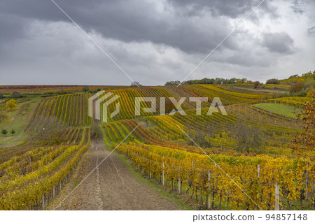 Autumn vineyard near Cejkovice, Southern Moravia, Czech Republic Autumn vineyard near Cejkovice, Southern Moravia, Czech Republic 94857148