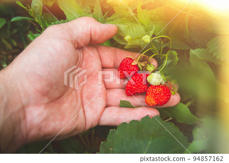 Strawberry picking. Red strawberries in hand. Ripe berries in summer sun. Strawberry picking. Red strawberries in hand. Ripe berries in summer sun. 94857162