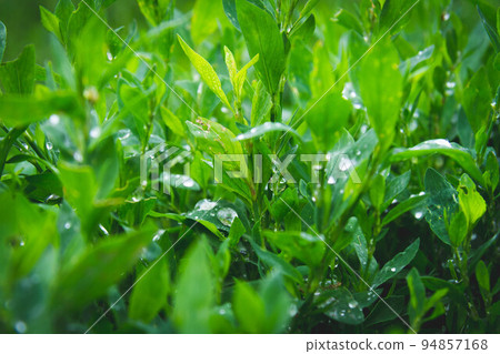 Dew on the grass. Morning foliage of green grass. Summer freshness. 94857168