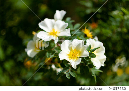 Meadow with many spring flowers on a sunny day. Flowers in bright sunlight. Meadow with many spring flowers on a sunny day. Flowers in bright sunlight. 94857280