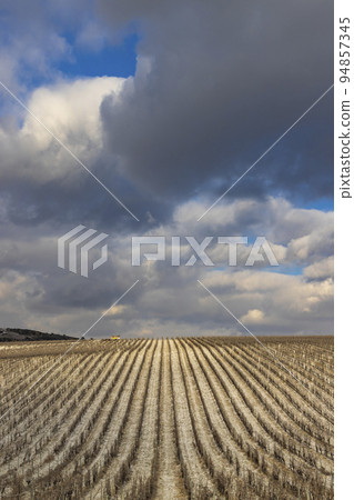 Winter vineyard near Mikulov, Palava region, Southern Moravia, Czech Republic Winter vineyard near Mikulov, Palava region, Southern Moravia, Czech Republic 94857345