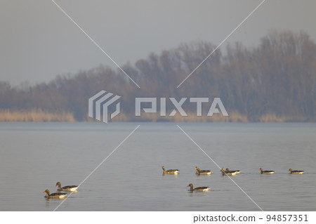 Wild goose, Lake Musov, Southern Bohemia, Czech Republic Wild goose, Lake Musov, Southern Bohemia, Czech Republic 94857351