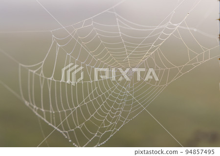 Spider web in sunrise sun 94857495