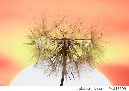 dandelion with drops of water against the sky and the setting sun dandelion with drops of water against the sky and the setting sun 94857809