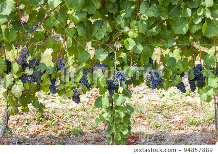 vineyards in the wine region Languedoc-Roussillon, Roussillon, France 94857889