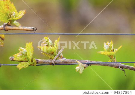 detail of spring vine, Southern Moravia, Czech Republic detail of spring vine, Southern Moravia, Czech Republic 94857894