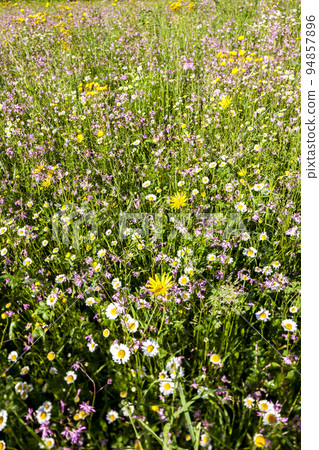 meadow near village Vernasca, Italy 94857896