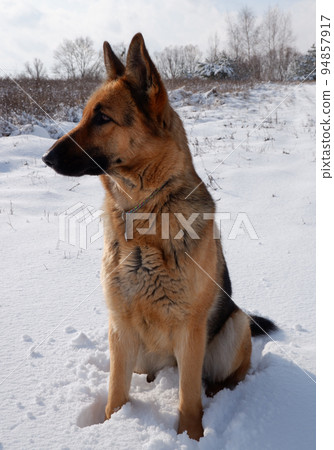 German shepherd dog sits on a snowy field on a sunny winter day. German shepherd dog sits on a snowy field on a sunny winter day. 94857917