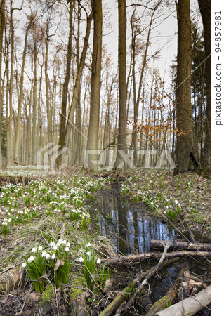 early spring forest with spring snowflake, Vysocina, Czech Repubic 94857981