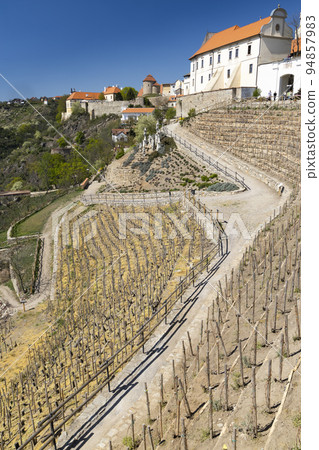 Town Vineyard Znojmo, South Moravia Czech Republic 94857983