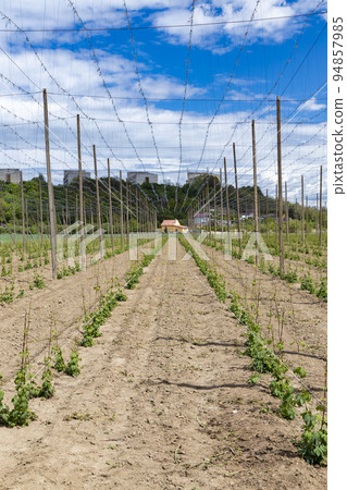 Hop field, early spring time near Zatec, Czech Republic Hop field, early spring time near Zatec, Czech Republic 94857985