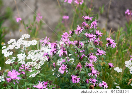 Flowering creeping thistle in the shore of Kirjavalachti, Karelia Flowering creeping thistle in the shore of Kirjavalachti, Karelia 94858394