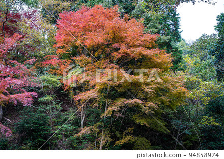 紅葉紅葉 紅葉 紅葉紅葉 紅葉 94858974