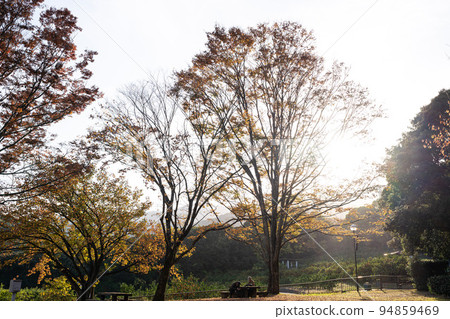 紅葉紅葉紅葉銀杏 紅葉紅葉紅葉銀杏 94859469