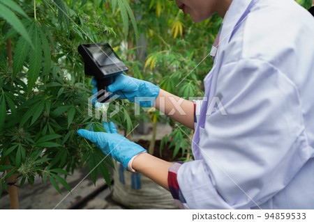Scientist check Cannabis or Marijuana or hemp leaf in a greenhouse. weed, herbal alternative medicine, cbd oil, pharmaceutical industry Concept 94859533