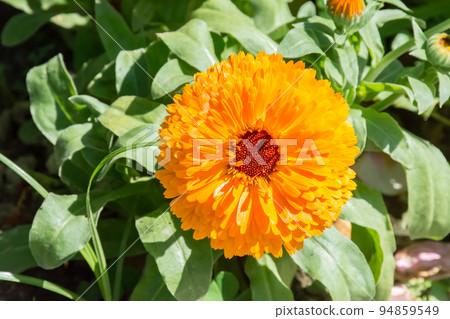 盛開的金盞花 94859549