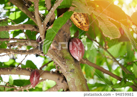 Cacao tree plant Cacao tree plant 94859981