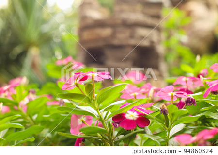 Pink periwinkle or catharanthus a lot. Flower garden, flowerbed. Catharanthus roseus, Madagascar periwinkle, Vinca, Old maid, Cayenne jasmine, Rose periwinkle, Closeup pink small flower 94860324