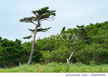 landscape with crooked pine over low coastal forest landscape with crooked pine over low coastal forest 94860466