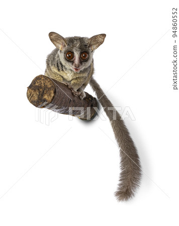 Bush Baby on white background 94860552