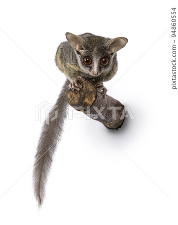 Bush Baby on white background Bush Baby on white background 94860554