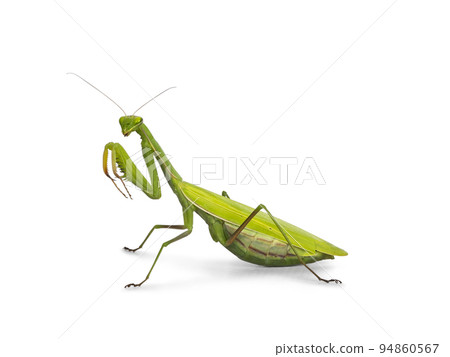 Praying Mantis on white background Praying Mantis on white background 94860567