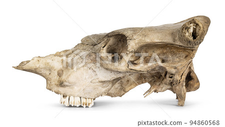 Cow skull on white background 94860568