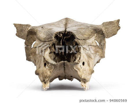 Cow skull on white background Cow skull on white background 94860569