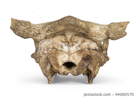 Cow skull on white background Cow skull on white background 94860570