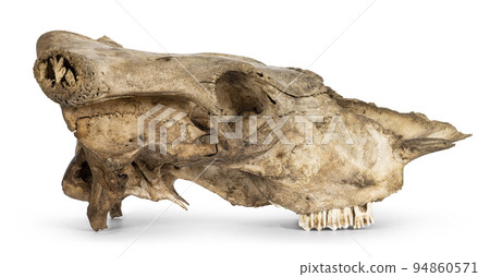 Cow skull on white background Cow skull on white background 94860571