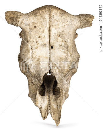 Cow skull on white background Cow skull on white background 94860572