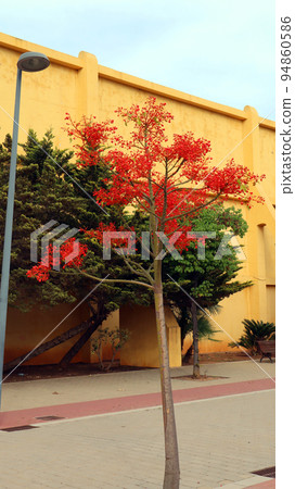 Very bright red, scarlet flowers Brachychiton Acerifolius close up, amazing flowering tree, against blue sky, unusual bloom, very bright red, spain, denia, summer 94860586
