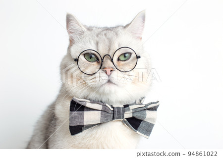 Funny white cat in a gray bow tie and glasses, on white background . 94861022
