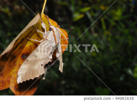 Bass sparrow perched on a maple leaf Bass sparrow perched on a maple leaf 94861638