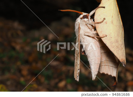 Bass sparrow perched on a maple leaf Bass sparrow perched on a maple leaf 94861686
