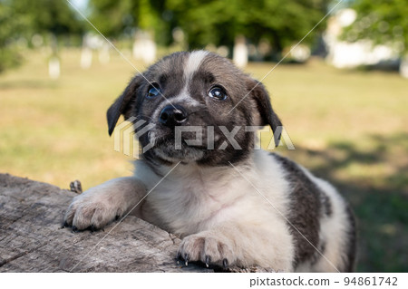 A little pooch sits on the street on a stump. Beautiful cute dog aged 2 months, pet. A little pooch sits on the street on a stump. Beautiful cute dog aged 2 months, pet. 94861742