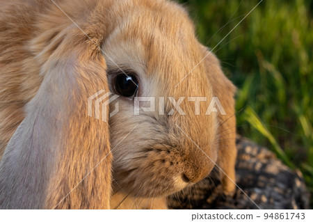 A French Lop rabbit sits on the green grass. Small, fluffy, brown home bunny with big ears. A French Lop rabbit sits on the green grass. Small, fluffy, brown home bunny with big ears. 94861743
