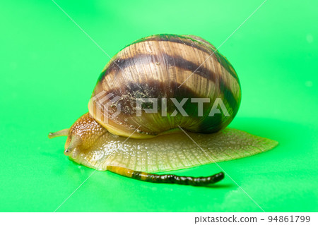 A big garden snail Helix pomatia and its feces on a green background. A big garden snail Helix pomatia and its feces on a green background. 94861799