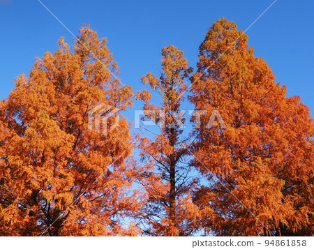 Metasequoia autumn leaves Metasequoia autumn leaves 94861858