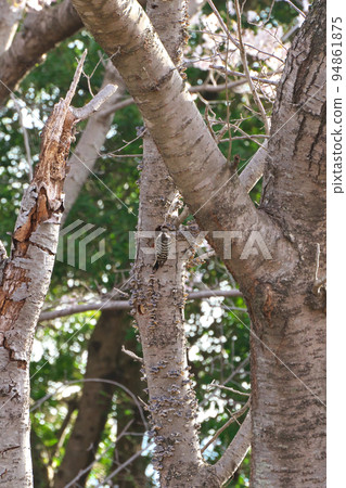 《Okayama Prefecture》 Setonaikai National Park Birds seen at Mt. 《Okayama Prefecture》 Setonaikai National Park Birds seen at Mt. 94861875