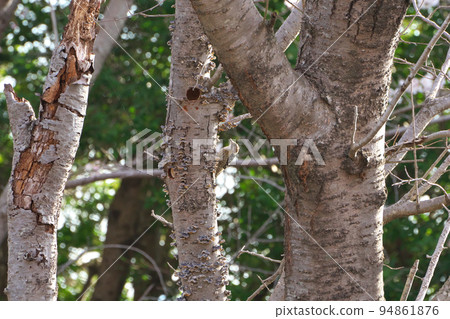 《Okayama Prefecture》 Setonaikai National Park Birds seen at Mt. 《Okayama Prefecture》 Setonaikai National Park Birds seen at Mt. 94861876