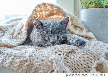 Gray cat sleeping on warm knitted woolen scarf on window, in cold autumn winter season 94861911