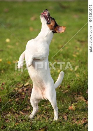 Jumping terrier, dog on hind legs. Dancing Jack Russell Terrier Jumping terrier, dog on hind legs. Dancing Jack Russell Terrier 94861941