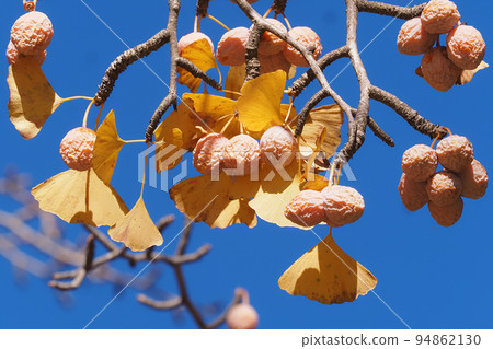 Ginkgo nuts 94862130