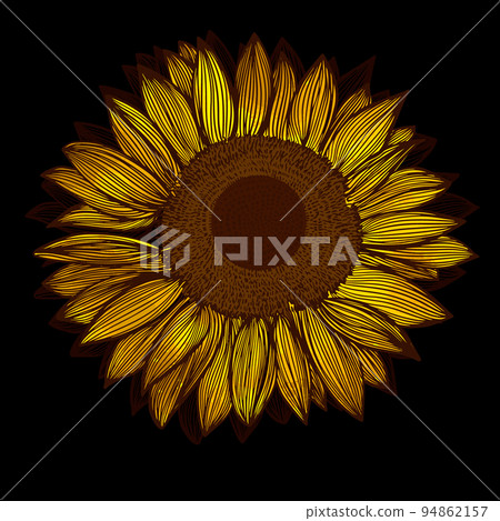 Vector Sunflower isolated on a black background. Hand drawn flat Sunflower illustration. Summer flower clipart. Wildflower poster 94862157