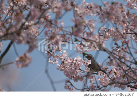 《Okayama Prefecture》 Setonaikai National Park Birds seen at Mt. 《Okayama Prefecture》 Setonaikai National Park Birds seen at Mt. 94862167